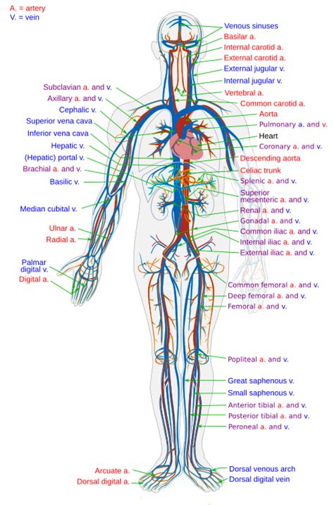 Circulatory System Wikiwand