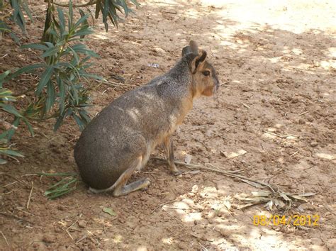 Patagonian Mara Zoochat