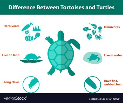 Difference Between Tortoises And Turtles Vector Image
