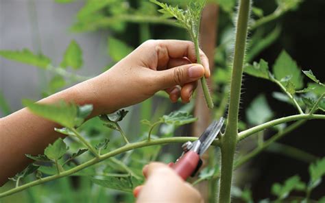 Como Podar Um Tomateiro Para Um Fruto Maior Groho Hidroponia Loja
