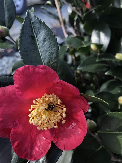 Camellia sasanqua is one of the loveliest fall flowers, graceful in form, tender in color and pleasing in fragrance. Camellia Sasanqua Bloom Gallery — Panoramic Farm