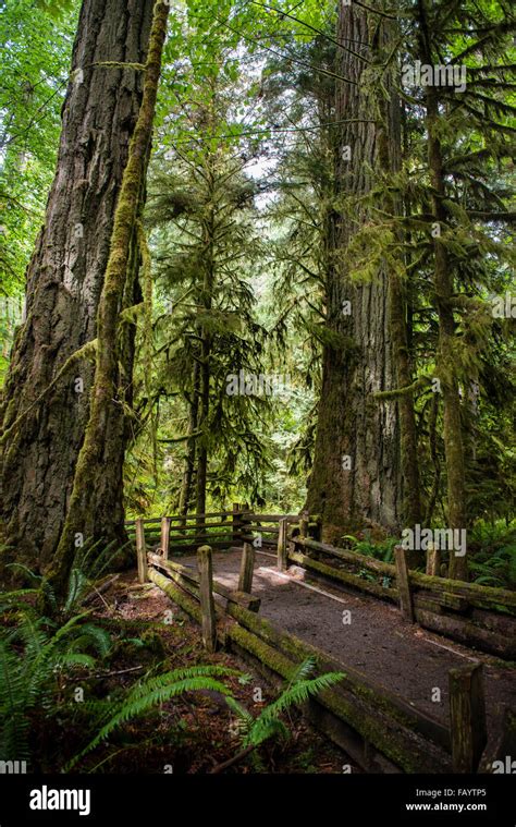 Cathedral Grove Pacific Rim National Park Vancouver Island British
