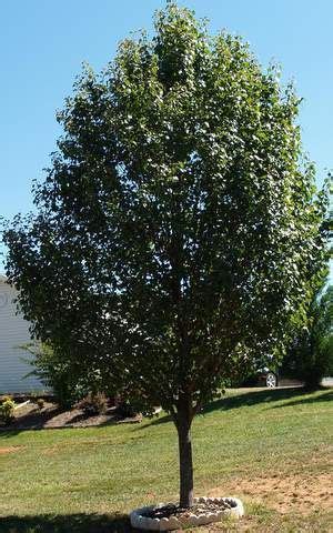 It is therefore terribly disappointing to see callery pears offered for sale by island tree sellers. 51 best images about TREES FOR SHADE AND BEAUTY on ...