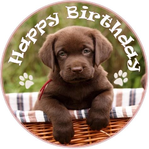 Chocolate Labrador Puppy Cake Topper Happy Birthday Message Edible
