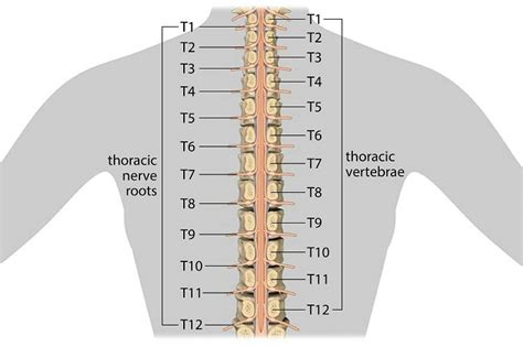 Spinal Column Spinal Nerve Chart Mississauga Chiro 44 Off