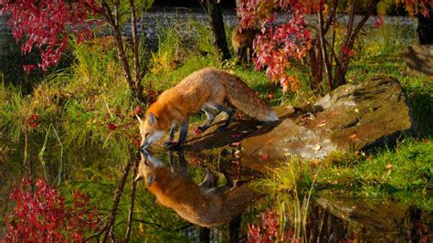 Red Fox Wallpaper Wallpapersafari