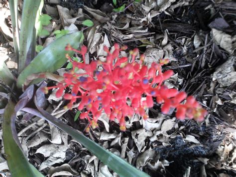 Find out more at waitrose garden, the online garden centre. South Florida plants « The Shrub Queen