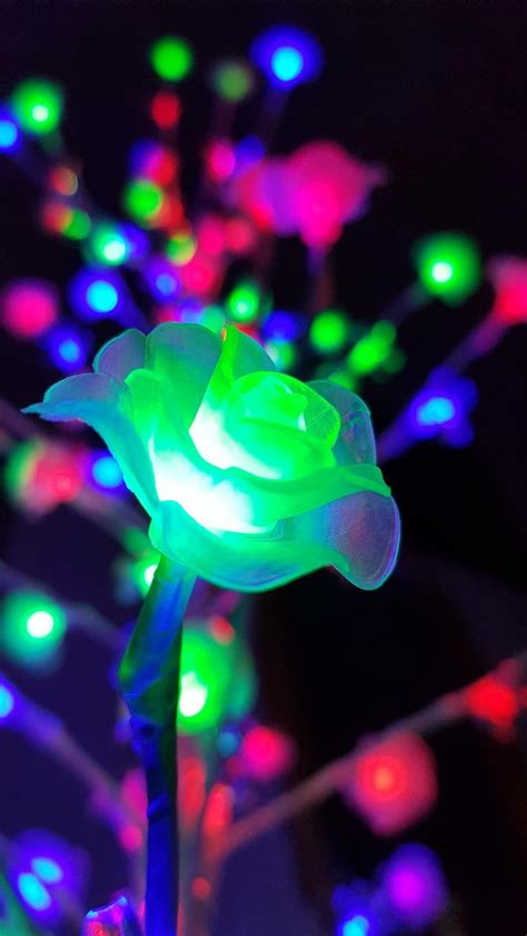 Rose For A Roses Neon Wallpaper Holiday Wallpaper Wallpaper