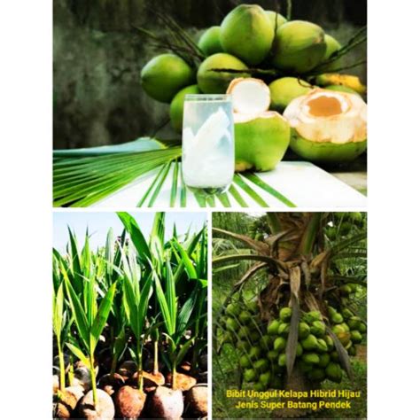 Jual Bibit Unggul Genjah Super Kelapa Hijau Hibrida Batang Pendek Cepat