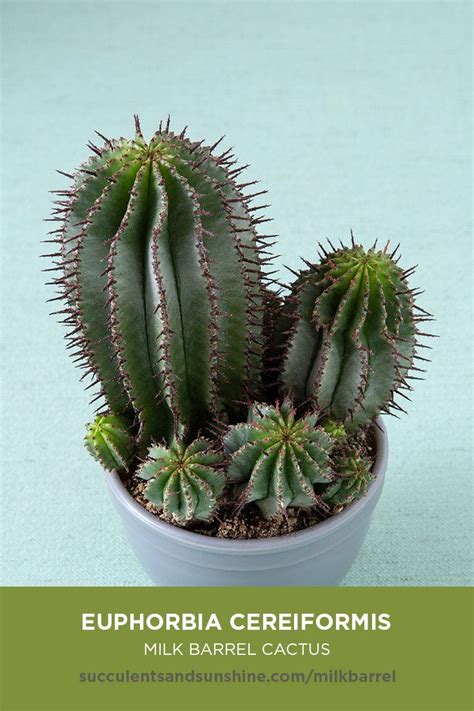 Purple variegated ferocactus emoryi covillei blue barrel cactus rare succulent live plant. Euphorbia cereiformis "Milk Barrel Cactus" | Euphorbia ...