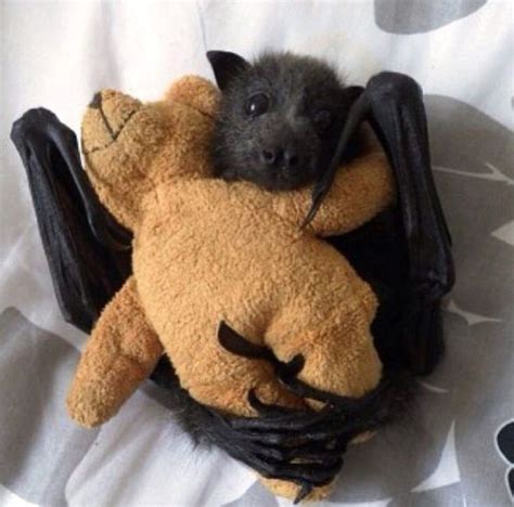 17 Reasons Why Bats Are Actually The Cutest Animals Of All Time