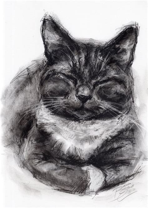 Original A4 Charcoal Drawing Of A Cat By Animal Artist Belinda Elliott