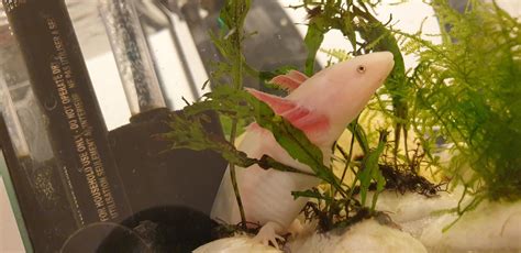 Axolotl Staying In The Same Place And Wont Poop Axolotls