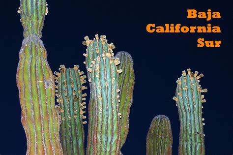 Mexican restaurant in milpitas, california. Pachycereus pringlei - Cardon | Baja california, Baja ...