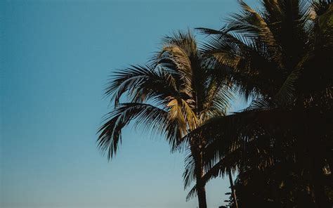 Download Wallpaper 3840x2400 Palm Trees Treetops Branches Sky