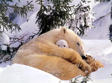 Mother Polar Bear Cuddling Her Baby Animals Pinterest