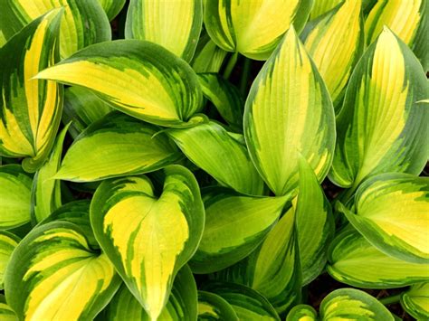 Different Types Of Hostas Learn About Common Varieties Of Hosta