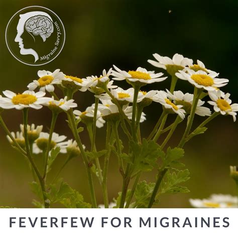 Feverfew For Migraines Will It Stop Your Painful Attacks
