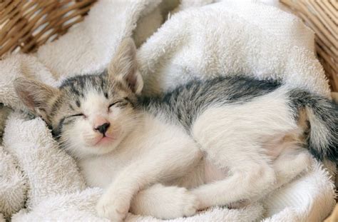 7 Common Cat Allergies | Cat allergies, Cats, Pet allergies
