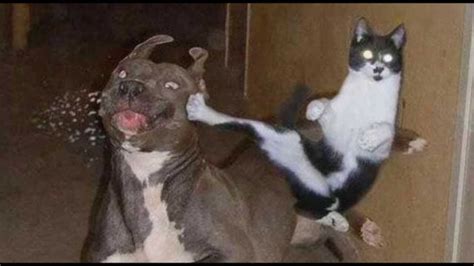 Dog Vs Cat Fight Funny Fight Compilation Youtube