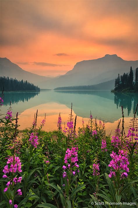Emerald Lake Fireweed Under Smoky Skies Scott Thomsen Flickr