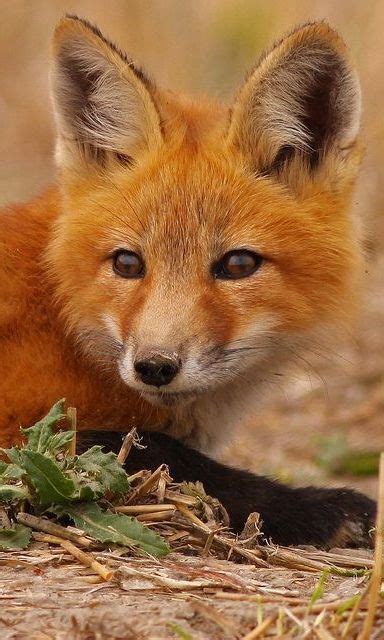 Red Fox Le Renard Roux Vulpes Vulpes A Les Sens à Fleur De Peau