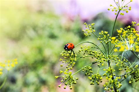 Check spelling or type a new query. Plant dill in your garden to attract insects