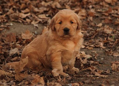 Pasty And Charlies Very Chubby Adorable Akc Golden Retriever Puppy