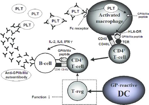 Pathogenesis Of Itp Activated Macrophages In The Reticuloendothelial