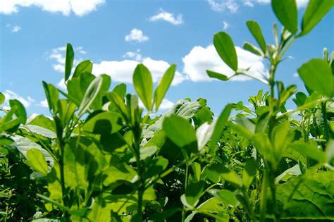 People use the leaves, sprouts, and seeds to make medicine. Griggs Dakota: Alfalfa in the Canola