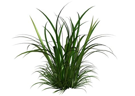 Download Png Format Grass Vector Png