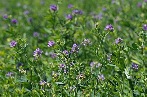 Alfalfa Stock Photos Pictures And Royalty Free Images Istock