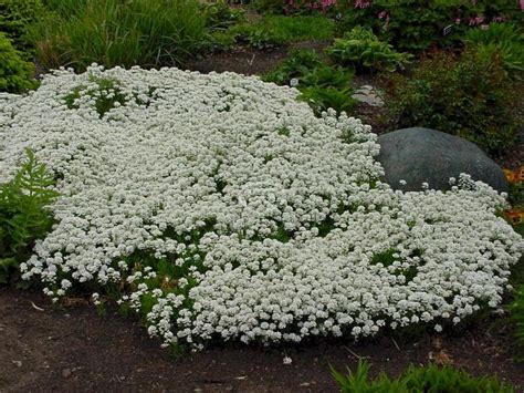 Candytuft Ground Cover Candytuft Snow Cone Classy Groundcovers