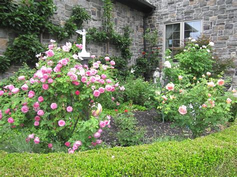 My Front Courtyard Roses With The Espaliered Pears On The Stone Wall