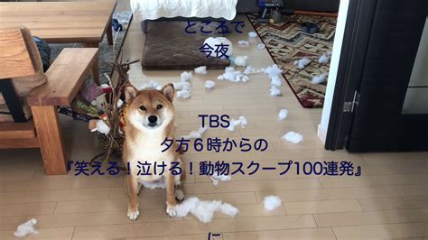 Search the world's information, including webpages, images, videos and more. TBS 夕方6時〜『笑える!泣ける!動物スクープ100連発』に出るよ ...