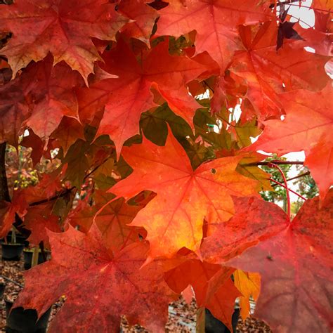 Acer truncatum x platanoides keith's form 'norwegian sunset'. Acer Platanoides «Pacific Sunset» | Viveros Escalante