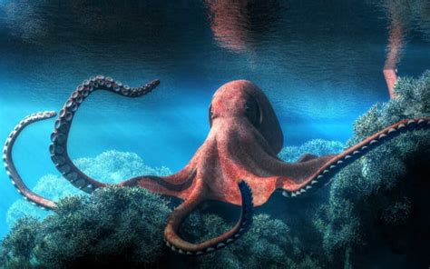 11 Different Types Of Octopus Plus Interesting Facts Nayturr