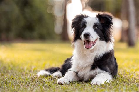 Border Collie Breed Facts Personality And More