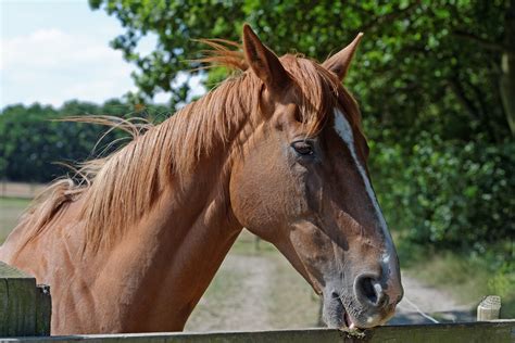 Cribbing in Horses - Symptoms, Causes, Diagnosis, Treatment, Recovery ...