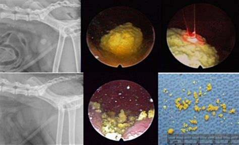 Laser Lithotripsy Of Canine Bladder And Urethral Stones Veterinary