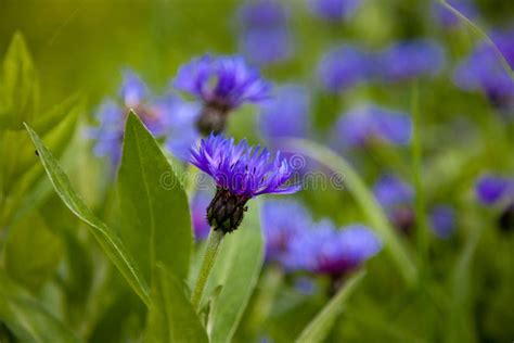 Blue Flowers Cornflowers In The Garden Cornflower In The Flowerbed