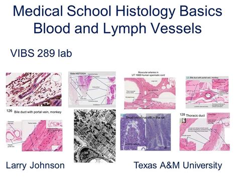 Medical School Histology Basics Blood And Lymph Vessels Youtube