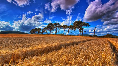Blue Sky Over Wheat Field Hd Wallpaper Background Image