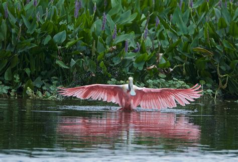 Birding | League City, Texas | Gulf Coast Birdwatching Paradise