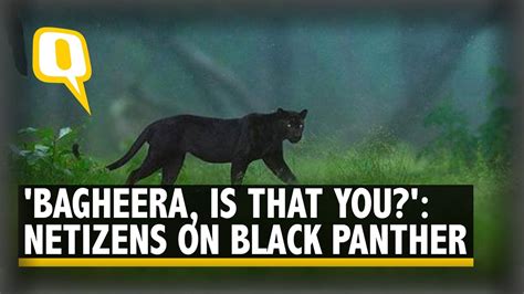 Viral Photos Of Rare Black Panther In Karnatakas Kabini Leaves