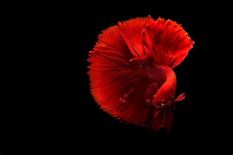 Hd Wallpaper Red Betta Fish Underwater Aquarium Black Background