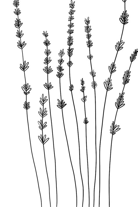 Buy Lavender Botanical Line Art Set Of 2 Digital Print Online In