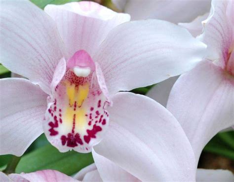 The orchids are a large family of flowering plants, the orchidaceae. Species Profile: Orchid (Orchidaceae) | Rainforest Alliance
