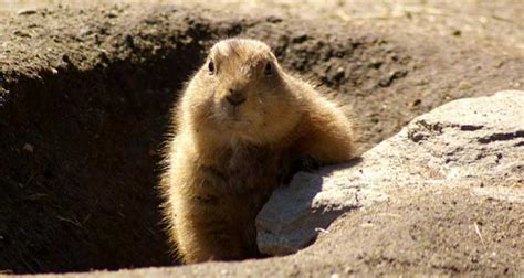 Groundhog Bait – How to Trap a Groundhog or Woodchuck?