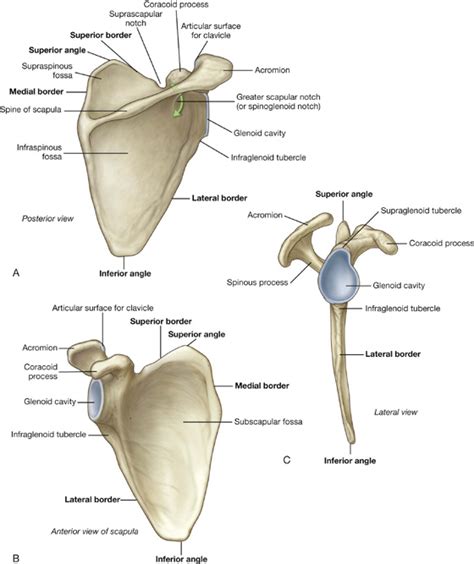 Scapula Lateral View